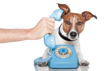 Dog answering blue phone