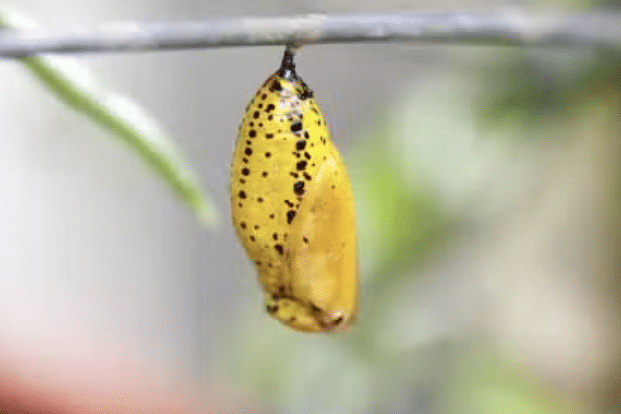 Website makeover blog image. Butterfly in cocoon.