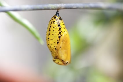 Caterpillar in cocoon